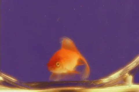 LIQUIDS42 Stock Footage 112188