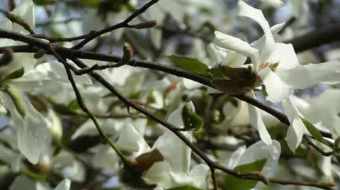 Liriodendron Tulip Tree 02 spring Stock Footage 10867485