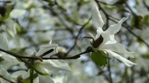 Liriodendron Tulip Tree 03 spring Vidéo 10867523