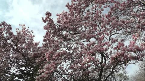 Liriodendron Tulip Tree 04 spring Stock Footage 10867564