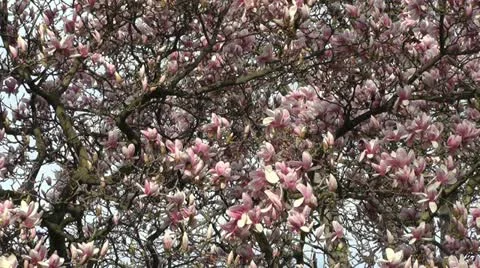 Liriodendron Tulip Tree 05 spring Stock Footage 10867599