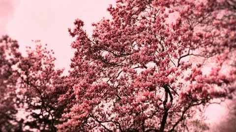 Liriodendron Tulip Tree 09 spring stylized 스톡 동영상 10867657