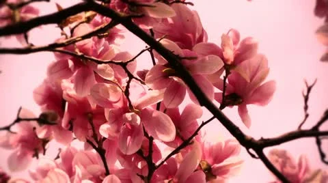 Liriodendron Tulip Tree 13 spring stylized Stock Footage 10867714