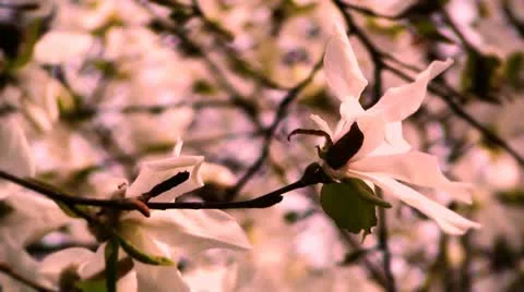 Liriodendron Tulip Tree 16 spring stylized Stock Footage 10867765