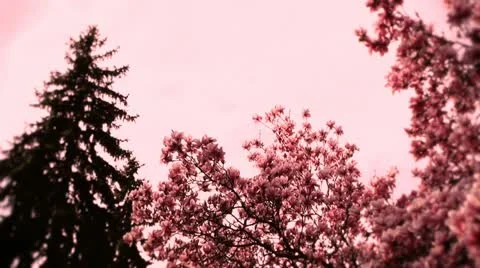 Liriodendron Tulip Tree and Pine 02 spring Stock Footage 10867784