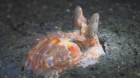 Lisa's Mantis Shrimp Stock Footage 83104712