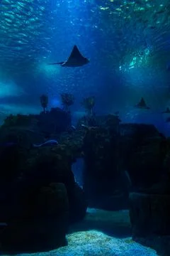Lisbon inside the oceanarium view Stock Photos