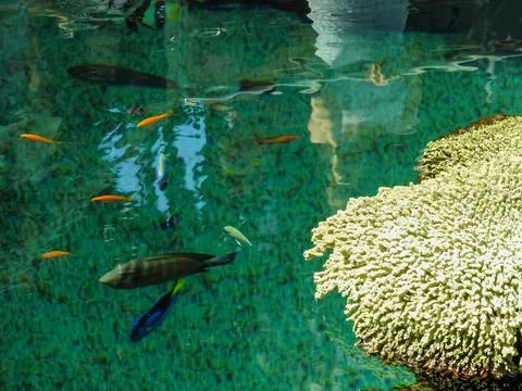 The Lisbon Oceanarium Stock Photos