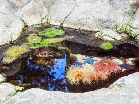 The Lisbon Oceanarium Stock Photos