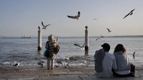 Lisbon Seagulls Slow Motion Video stock 86904449