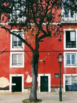 Lisbon Tree Foto stock