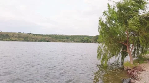 Lisi Lake. Weeping willow tree by the water's edge on a breezy day Stock Footage 342813389