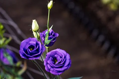 Lisianthus in Bloom Stock Photos