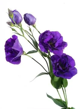 Lisianthus eustoma Stock Photos