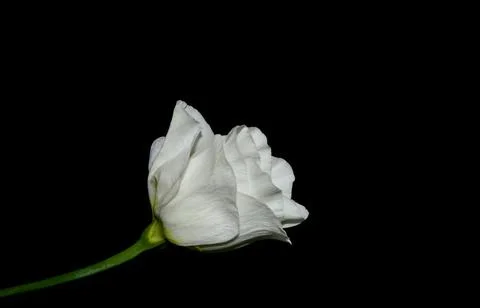 Lisianthus, Eustoma. White flower on dark background. Space for text 스톡 사진