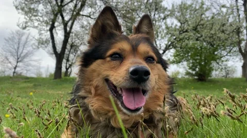 Lisko Stock Footage 184612144