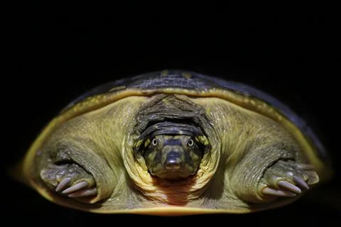 Lissemys punctata &amp;amp;  indian flapshell turtle Stock Photos