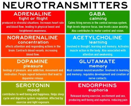 List of neurotransmitters Stock Illustration
