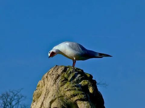 LISTEN UP Stock Photos
