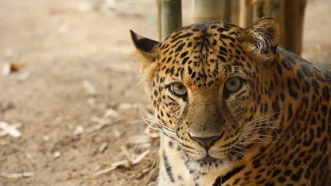 Listening leopard Stock Footage 78599841