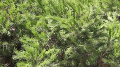 Listening the Sounds of cicadas in the Pine trees Stock Footage 54326744