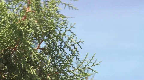 Listening the Sounds of cicadas in the trees Stock Footage 54326724