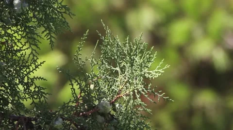 Listening the Sounds of cicadas in the trees Stock Footage 54326735