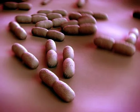 Listeria bacteria, artwork Stock Illustration