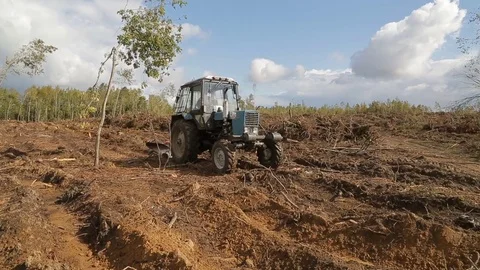 Listering in the forest after deforestation Stock Footage 83851582