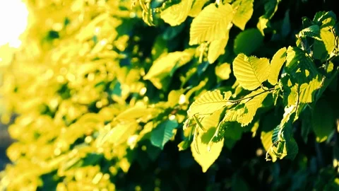 ListiaHD Stock Footage 90994038