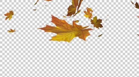 Listopad Vídeos de archivo 41463212