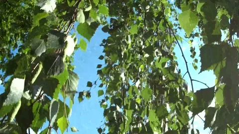 листья Stock Footage 155481234
