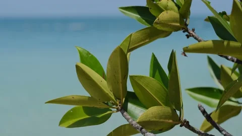 Listyanamore Stock Footage 235004057