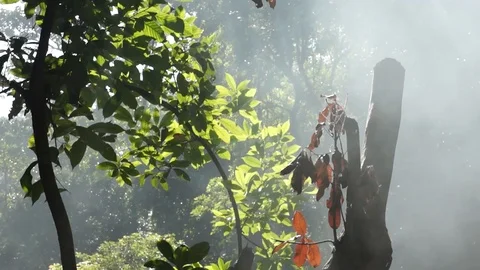 Listyatuman Stock Footage 103246623