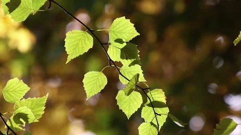 Lit birch leaves on the wind Stock Footage 104581897