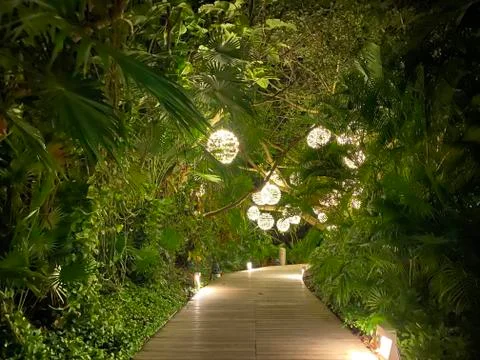 Lit Path in the Jungle Foto stock