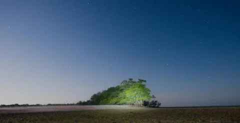 Lit Tree in the Everglades Stock Photos