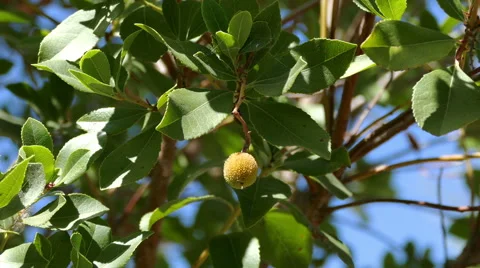 Litchi Fruit on the Branch Tree Stock Footage 41289499