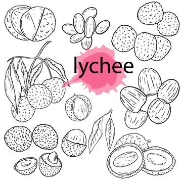 Litchi fruit outline set. Vector. Sketch. Growing lychee. Stock Illustration
