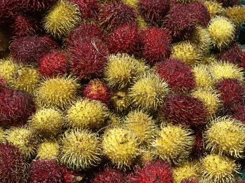 Litchi Fruit Stock-Fotos