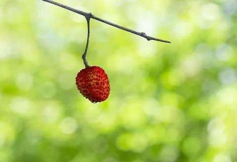 Litchi - a fruit Stock Photos