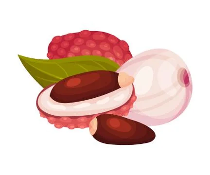 Litchi Fruit with Rough Opened Pink-red Rind and Sweet Flesh Inside Vector Stock Illustration