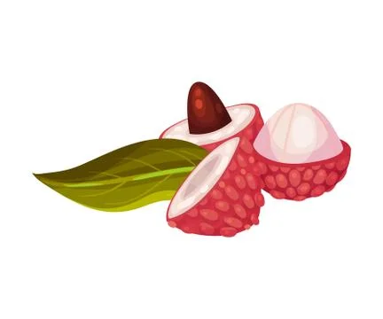 Litchi Fruit with Rough Opened Pink-red Rind and Sweet Flesh Inside Vector Stock Illustration