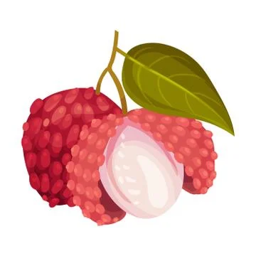 Litchi Fruit with Rough Opened Pink-red Rind and Sweet Flesh Hanging on Tree Stock Illustration