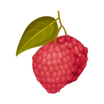 Litchi Fruit with Rough Pink-red Rind and Green Leaves Vector Illustration Stock Illustration