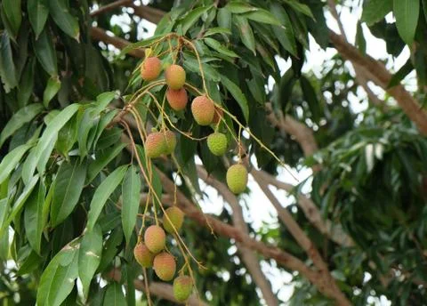 Litchi Stock Photos