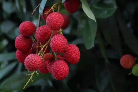 Litchi Foto stock