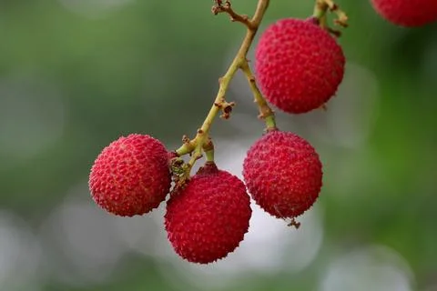 Litchi Stock Photos