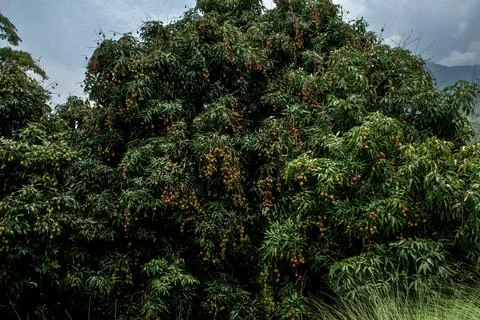 Litchi tree laden with Lychee fruit in Sikkim Stock Photos