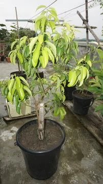 A litchi tree Stock Photos